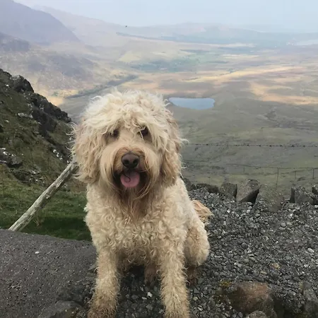 Bed & Breakfast Murphy's 3*