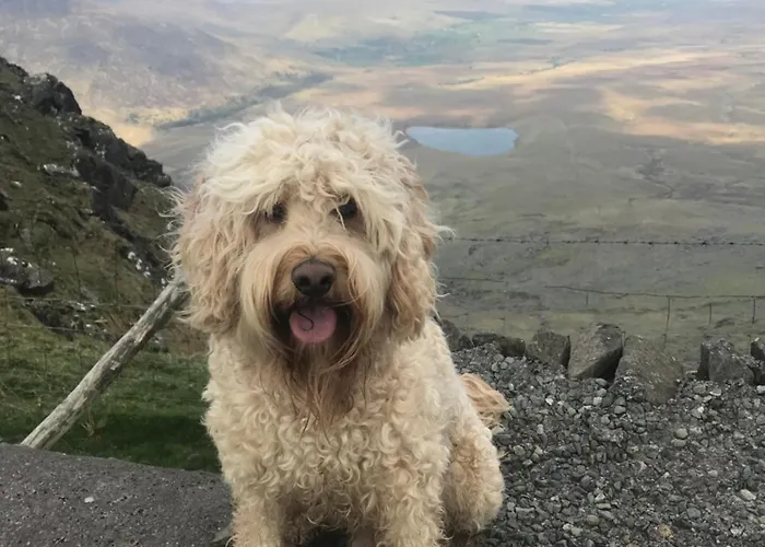 Oda ve Kahvaltı Murphy's 3*