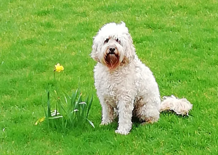 Oda ve Kahvaltı Murphy's